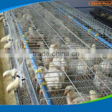 automatic chicken cage with SONCAP