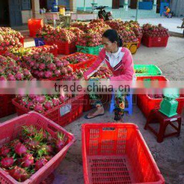 Fresh Dragon Fruit White Flesh Vietnam photo-5