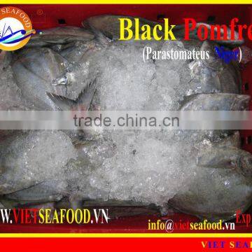 W/R FROZEN BLACK POMFRET