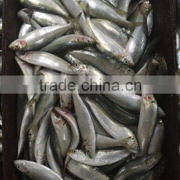 2016 On Sale Best Price Frozen Sardines photo-2