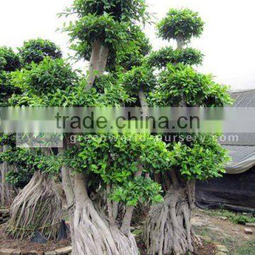 Ficus microcarpa exporter