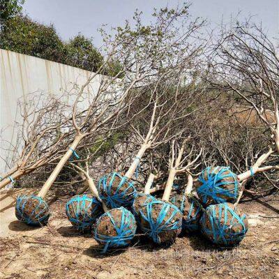 Price of Lagerstroemia Indica Seedlings, Price of Crape Myrtle Seedlings photo-3