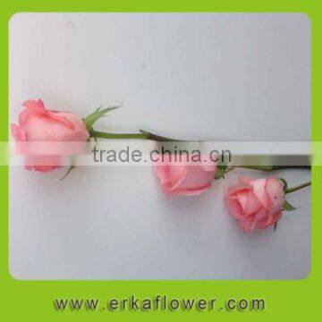 black rose bushes for sale