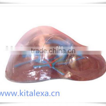 KA-TP0007 Transparent liver segment model