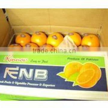 Investment opportunity in Kino Orange Mandarin Business ( Naqshbandi Enterprises Pakistan )