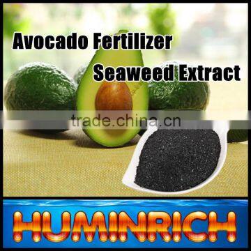 FAQ 29--How To Use Seaweed Fertilizer To Improve The Quality Of Avocado?