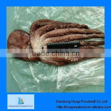 fresh frozen octopus common octopus