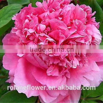 wholesale ornamental plants natural peony flowers with pink color