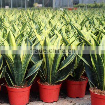 High ornamental value mini golden sansevieria