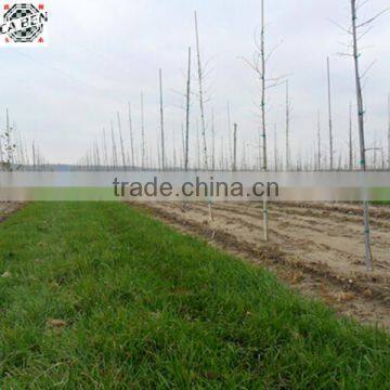 10mm pultruded solid fiberglass tree stakes/rods
