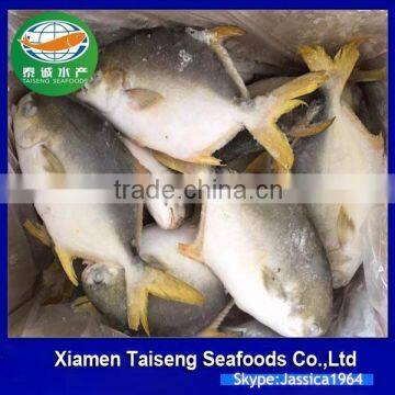 frozen IQF golden pomfret fish