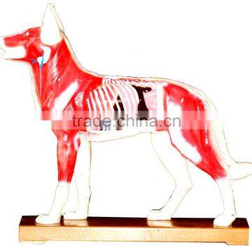 Acupuncture dog model