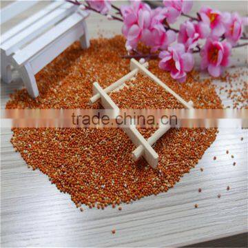 Red Millet In Husk With Good Price photo-2