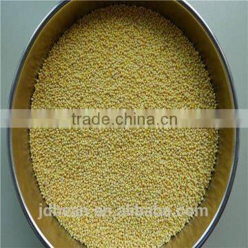 organic hulled glutinous yellow broomcorn millet hot sale for supermarket