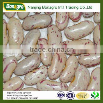 Light Speckled Kidney Bean/kidney Bean