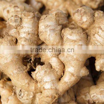 Market Prices for Ginger/ Yellow Dry Ginger Dried Ginger Pieces photo-2