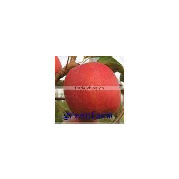 chinese fresh red delicious apple,24cm and up,5kilo/10kilo/18kilo/20kilo