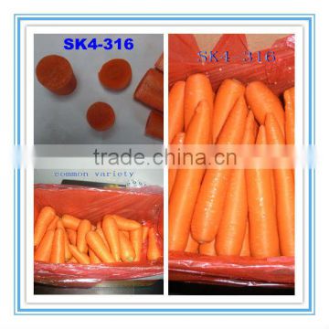 Fresh Carrot Xiamen