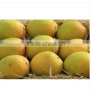 Fresh Alphonso Mangoes photo-3