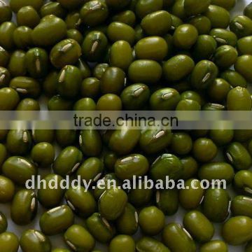 organic mung bean