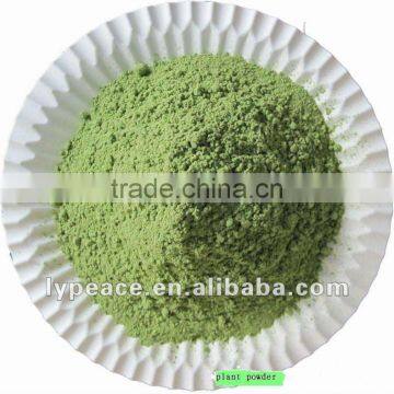 dried spinach powder with good price in 2012