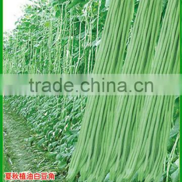 BE05 Hongzi light green early maturity long bean seeds in agriculture