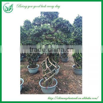 Outdoor Ornamental Dragon Shape Ficus Cage Plants