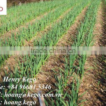 Fresh Garlic photo-3