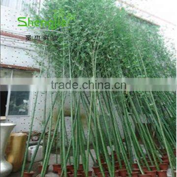 SJLJ013723 High Quality Artificial Bamboo Stick Plastic Evergreen Bamboo Plant photo-2