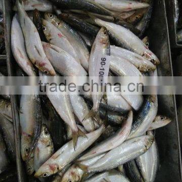 Import Canned Tuna Sardine