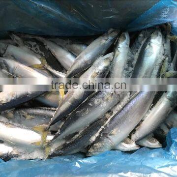 2017 New pacific mackerel sea frozen China Factory