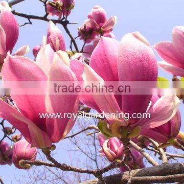 Magnolia liliiflora (Red magnolia)flower trees