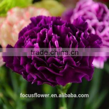 Wholesale Noble Purple Carnations With Good Quality