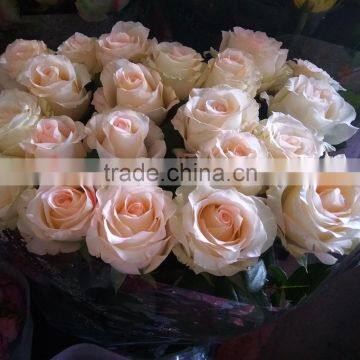 Export fresh cut Rose Vendela flowers from Kunming roses flower