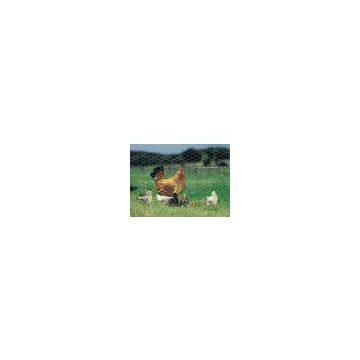 Hexagonal wire netting/metal mesh, used for feeding poultry