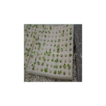 green leaf vegetables plant seeding sponge