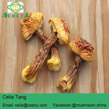 Blazei Mushroom photo-2