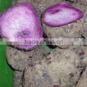 Fresh Yam Tubers From Vietnam photo-3