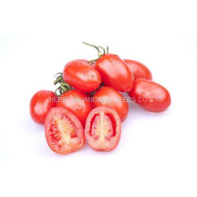 Hybrid Chinese Factory Supply Plum Red Cherry Tomato Seeds for Planting photo-2
