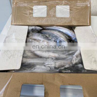 Seafrozen Pacific Mackerel Fish Whole Round BQF 200-400g 400-600g for Market photo-2