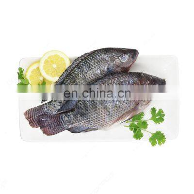 IQF black tilapia fish frozen tilapia fish price Oreochromis Niloticus