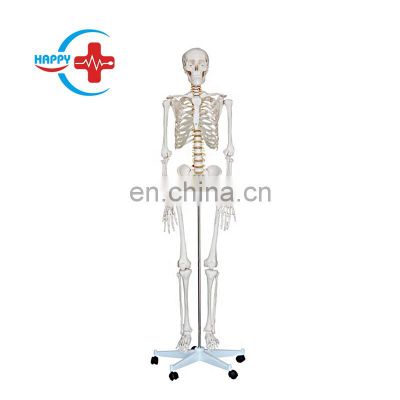 HC-S202 Used Medical Educational Human Skeleton Training Model 84cm Plastic Human Anatomy Skeleton Model for School Teaching