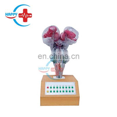 HC-S287 Advanced Electrical human brainstem model with voice prompting Brain model anatomy model human