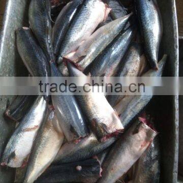 100% NEW frozen mackerel HGT 100-200g 200-300g HG mackerel