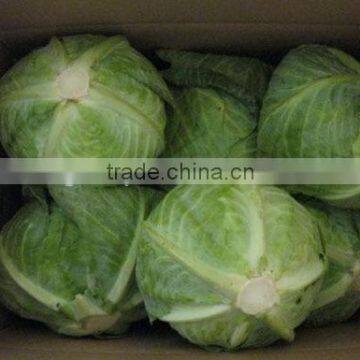 2013 Fresh Chinese Cabbage for Sales photo-3