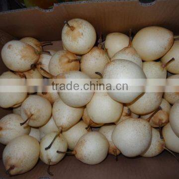 Fresh Pears/New Fresh ya Pear/Fresh ya Pear photo-5