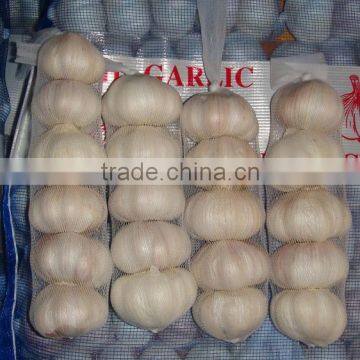 china 2016 fresh normal white garlic