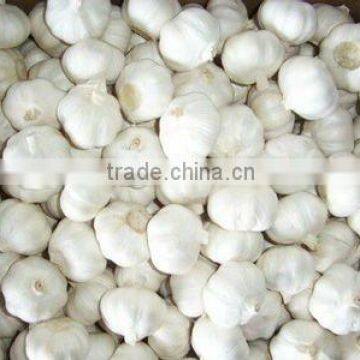 Pure White Garlic