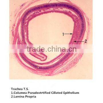 Medical Slides/ Prepared Microscope Histology Slides/Epithelium Sec. Slides photo-5
