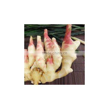 Latest Crop China Fresh Ginger photo-6